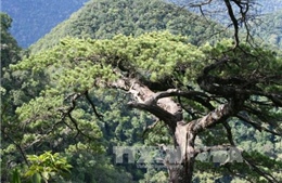 Bảo tồn hai loài cây quý hiếm tại Khu bảo tồn thiên nhiên Pù Luông, Thanh Hóa
